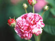 'Rose Tricolore de Flandres' at Mottisfont Garden, Hampshire