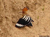 Black and white stripes and a red crest characterize the Hoopoe bird found in Iraq