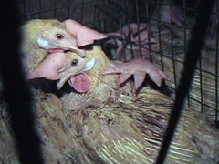 Hens are crammed into battery cages so small that they can't even lift a wing. 