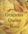 Gracious Queen Rose