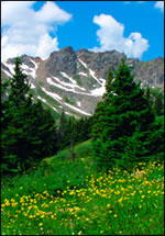 photograph of high alpine ecosystem