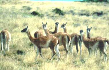 Guanacos (members of the Camelid family) in Perito Moreno National Park, Santa Cruz, Argentina