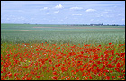 Fields of poppies, Valley of the Somme, Behind the lines