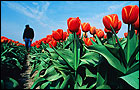 A tulip field, Holland