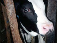 Calves raised for veal are kept in stalls so small that they can't even turn around.  