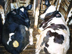 Calves raised for veal are tethered in crates so small that they can’t even turn around.