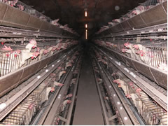 Birds on egg farms don't have enough space to lift one wing, and the wire grating of their cages constantly cuts into their feet. 