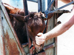 Cows’ horns are cut or burned off at the base, often causing extreme pain.