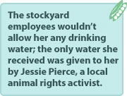 The stockyard employees wouldn’t allow her any drinking water; the only water she received was given to her by Jessie Pierce, a local animal rights activist.