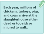 Each year, millions of chickens, turkeys, pigs, and cows arrive at the slaughterhouse either dead or too sick or injured to walk.
