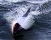 Also known as the Panda Dolphins they are one of the smallest of its specie 