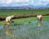 Government protects Japanese rice farmers with a 778% tariff on imports 