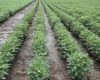 Over a million hectares are now planted with soybeans  