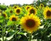 Once the main oil seed in Argentina, sunflower is again attractive 