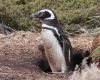 Magellanic penguins nest in burrows all around the Falklands 