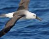 A magnificent albatross skimming the southern seas 