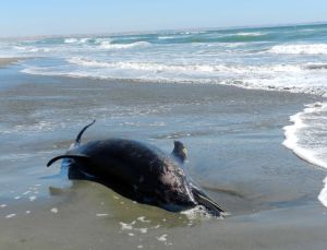 La muerte acecha a los delfines en Per