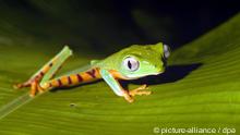 A green Maki frog in the Manu Biosphare Reserve in Peru. Amphibians are particularly suseptible to habitat loss. Photo: WWF 