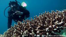 ARCHIV - Ein Taucher schaut sich an den Riffen südlich von Manila am 03.09.2009 Korallen an. Auf der 11. UN-Artenschutzkonferenz (CBD) im indischen Hyderabad geht es vom 08.10.2012 an vor allem ums Geld: Wie kann der Erhalt der biologischen Vielfalt finanziert werden?  Nach jüngster Zählung der Weltnaturschutzunion sind 41 Prozent der Amphibien vom Aussterben bedroht sowie 33 Prozent der Korallen, 25 Prozent der Säugetiere, 13 Prozent der Vögel und 30 Prozent der Pflanzenarten.   Foto: EPA/DENNIS M. SABANGAN (zu dpa:«UN-Konferenz soll Finanzierung des Artenschutzes klären» vom 07.10.2012) +++(c) dpa - Bildfunk+++
