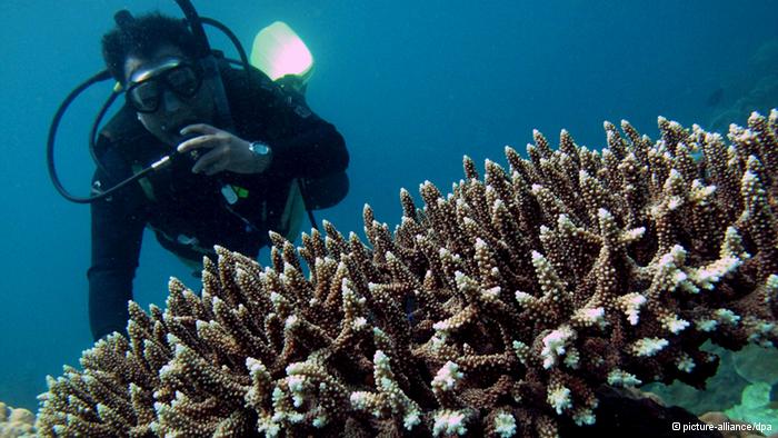 ARCHIV - Ein Taucher schaut sich an den Riffen südlich von Manila am 03.09.2009 Korallen an. Auf der 11. UN-Artenschutzkonferenz (CBD) im indischen Hyderabad geht es vom 08.10.2012 an vor allem ums Geld: Wie kann der Erhalt der biologischen Vielfalt finanziert werden?  Nach jüngster Zählung der Weltnaturschutzunion sind 41 Prozent der Amphibien vom Aussterben bedroht sowie 33 Prozent der Korallen, 25 Prozent der Säugetiere, 13 Prozent der Vögel und 30 Prozent der Pflanzenarten.   Foto: EPA/DENNIS M. SABANGAN (zu dpa:«UN-Konferenz soll Finanzierung des Artenschutzes klären» vom 07.10.2012) +++(c) dpa - Bildfunk+++
