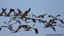 Common Cranes in flight
