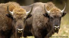 European bisent, also know as wisent
