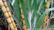 Sugar cane (Source: picture-alliance/RiKa)