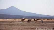 Camels in the desert, a mountain in teh background (Source: picture-alliance/dpa)