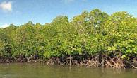Across the world, mangroves are at threat from climate change and rising water temperatures