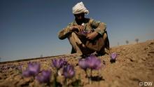 Safranernte in Herat, Afghanistan. Ein Bauer sammelt Safranblüten in seinem Rock. 08.11.2010
Quelle: Hoshang Hashimi