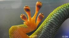 Die Füße eines Geckos (Foto: DW)