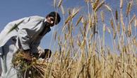 A villager harvests wheat on the outskirt of Islamabad, Pakistan 