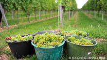 Fünf Eimer, gefüllt mit Trauben der Sorte Savignon Blanc, stehen am Dienstag (30.08.2011) in Freinsheim auf einem Weinberg vor Rebstöcken. Trotz Nachtfrost und Hagelschäden reift auf den Weinbergen in Rheinland-Pfalz derzeit nach Einschätzung von Experten ein sehr guter Weinjahrgang heran. Foto: Marc Tirl dpa/lrs (zu dpa/lrs 0111 vom 30.08.2011) +++(c) dpa - Bildfunk+++

