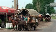 Typisch im rumänischen Straßenbild: Pferdewagen der Roma nahe der rumänischen Hauptstadt Bukarest. Aufnahme vom 1.6.2001 