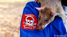 Ratos na desminagem em Angola
