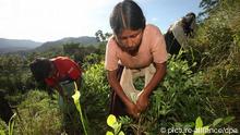 A lady picks coca leaves at a plantation in La Asunta, Bolivia
