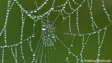Ein Spinnennetz am frühen Morgen mit TauMerlindo