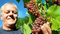 Ein Mann hält rote Trauben mit Weinlaub in die Kamera