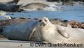 Eine ganze Kolonie von Robben und Seehunden ist auf der Düne von Helgoland zu Hause
Copyright: DW/Irene Quaile-Kersken
August, 2012
