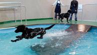Charlie jumps in the new 5,600-gallon swimming pool at the new Wag Hotel in San Francisco, Wednesday, May 9, 2007. The soon to be opened 35,000 square feet hi-tech hotel for dogs and cats includes more than 200 rooms, a grooming center and a large pet store. (AP Photo/Paul Sakuma)