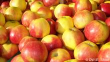 Apples at a market in Bonn
(Foto:DW/Elizabeth Shoo)

